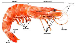 Crostacei Gli Insetti Del Mare Biopills