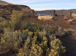 The park takes its name from the remnants of ancient trees which have been transformed into brilliantly colored minerals through a series of geological processes. Ginkgo Petrified Forest Wanapum Recreation Area Washington State Parks And Recreation Commission