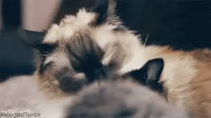 Explore and share the best cat grooming gifs and most popular animated gifs here on giphy. Grooming Gifs Primo Gif Latest Animated Gifs