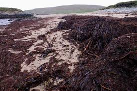 Can you put seaweed straight on the garden. Seaweed For Fertiliser Sustainable Gardening Australia