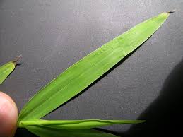 Image result for Paspalum conjugatum