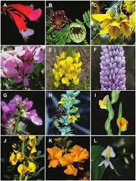 Image result for Fabaceae subfamily Papilionoideae