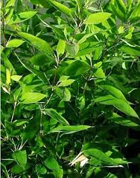 Image result for Shibataea kumasasa