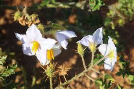Image result for Solanum sisymbriifolium