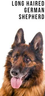 We focus our breeding on temperament first and foremost. Long Haired German Shepherd Your Guide To The Shaggy Gsd