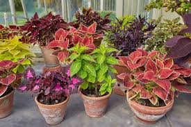 Image result for Coleus rhodesianum