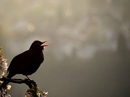 Others, like northern mockingbirds, are typically active during the day but will vocalize into the night when searching for mates. Where Do Birds Sleep At Night Chirp Nature Center