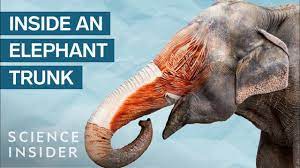 Feb 17, 2015 · the elephant's trunk and giraffe's long tongue evolved so that they could eat enough food, according to a new study. What S Inside An Elephant Trunk Youtube
