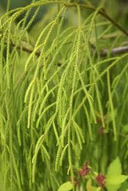 Image result for Dacrydium cupressinum