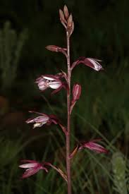 Image result for Eulophia hians