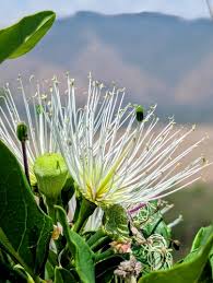 Image result for Thilachium africanum