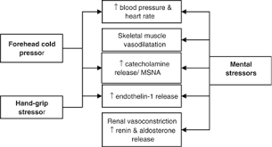 The Effects Of Exercise On Haemodynamic Function In Relation To The Familial Hypertension Risk Model Journal Of Human Hypertension