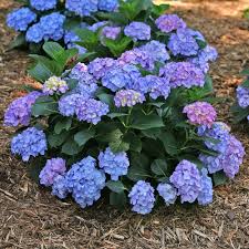 (big leaf hydrangea) let's dance ® starlight hydrangea is part of a new series that represents the next generation of reblooming hydrangea! Hydrangea Macrophylla Let S Dance Blue Jangles White Flower Farm
