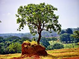 Check out tripadvisor members' 1,505 candid photos and videos of landmarks, hotels, and attractions in goias. Hd Wallpaper Cerrado Deforestation Goias Goiania Brazil Brazilian Cerrado Wallpaper Flare