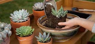 Most (not all) cactii roots are shallow so you do not have to amend the soil you can also use larger rocks to help reinforce and define the landscape. Can You Plant Succulents In Regular Potting Mix Garden Made Simple