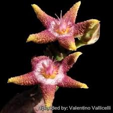 Image result for Eulophia flavopurpurea