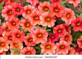 Image result for foto Million Bells