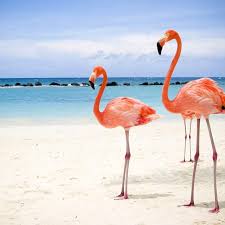Birds Of The Bahamas Photos The Bahamas On Twitter Flamingo Pictures Flamingo Pink Flamingos