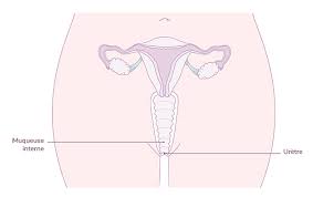 Quels Sont Les Symptomes D Une Secheresse Vaginale