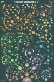 Evolution And Classification Of Life Poster In 2020 Tree Of Life Evolution Greek Mythology Family Tree Family Tree Poster