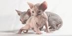 Sphynx Kittens for Sale - Adoptapet