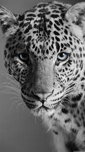 Leopard Lock Wild Animal Wallpaper Animal Wallpaper Animals Black And White