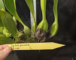 Image result for Bulbophyllum vulcanicum