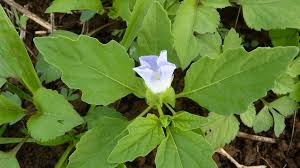 Image result for Nicandra physalodes