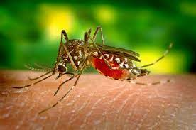 You can also take a garlic supplement instead. Natural Mosquito Repellents Mosquito Bite Remedies The Old Farmer S Almanac