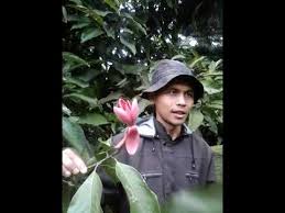 Bunga cempaka merah harga selangit. Bunga Cempaka Merah Untuk Obat Telp Watsap 081912556180 Fb Wijaya Kusuma Dan Magnolia Youtube