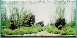 1,015 likes · 6 talking about this · 10 were here. Style Aquascape
