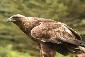 Birds Of Prey Animals List List Of National Animals Golden Eagle National Animal Birds Of Prey