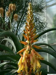 Image result for Aloe lutescens