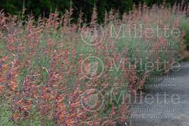 What is an agastache sunset? Agastache Apache Sunset Hyssop