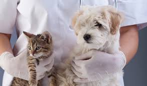 Immune system disorders cause abnormally low activity or over activity of the immune system. Autoimmune Disease In Cats And Dogs Petcoach