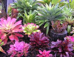 Bromeliad Garden Bromeliads In Australia Bromeliads Xiii Pretty When Maintained Plants Tropical Landscaping Bromeliads