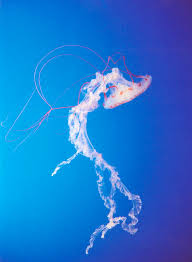 Diet zooplankton, other jellies, ctenophores (comb jellies), small crustaceans, larval fish, fish eggs; Purple Striped Jellyfish Photograph By Chris Martin Bahr Science Photo Library