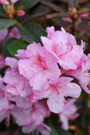 Image result for Rhododendron