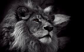 We did not find results for: Cool Lion Wallpapers Group 82