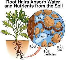 How Is Root Hair Structurally Adapted For Absorption Of Water From The Soil Studyrankersonline Soil Plant Roots Plant Nutrients