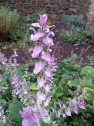 Image result for Salvia sclarea