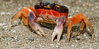 However, when the man is a cancer native, they will have to negotiate societal gender expectations with their natural talents. Cancer Love Compatibility Sagittarius Love Match Compatible Signs