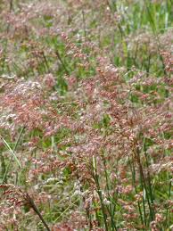 Image result for Melinis tenuissima