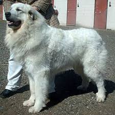 Pastore con il gregge 15 interpretazione: Cane Da Montagna Dei Pirenei Wikipedia