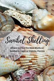 Best price guarantee ➤ over 484 hotels & accommodations in sanibel (fl), united states from this is a beautiful place on sanibel island. Sanibel Island Shelling A Local S Guide To Finding The Best Shells Travlinmad Slow Travel Blog