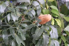 Buah tunjuk langit atau nama saintifiknya *swietania sky macrophylla*, adalah raja segala penawar. Pokok Buah Tunjuk Langit Herbagus