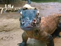Komodo Dragon Feeding
