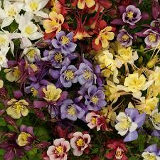 Image result for Aquilegia pompom mix