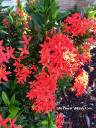Image result for Ixora hartiana