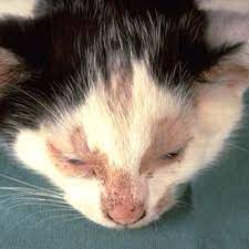 Infectious Diseases Bishops Stortford Vets